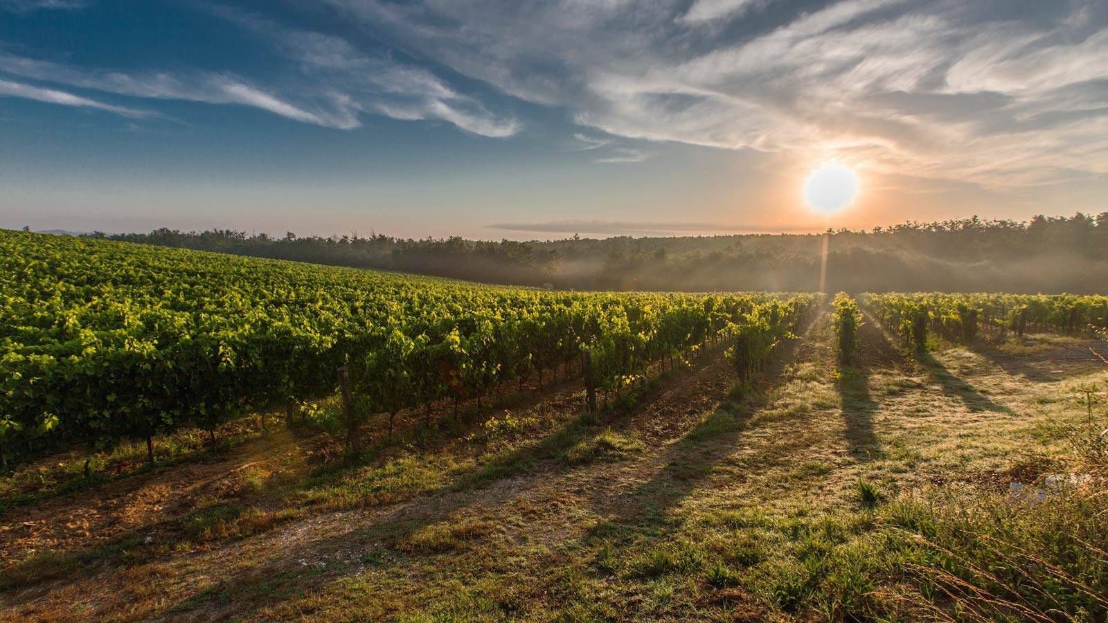Vignoble dans l'Aude, en Languedoc Roussillon